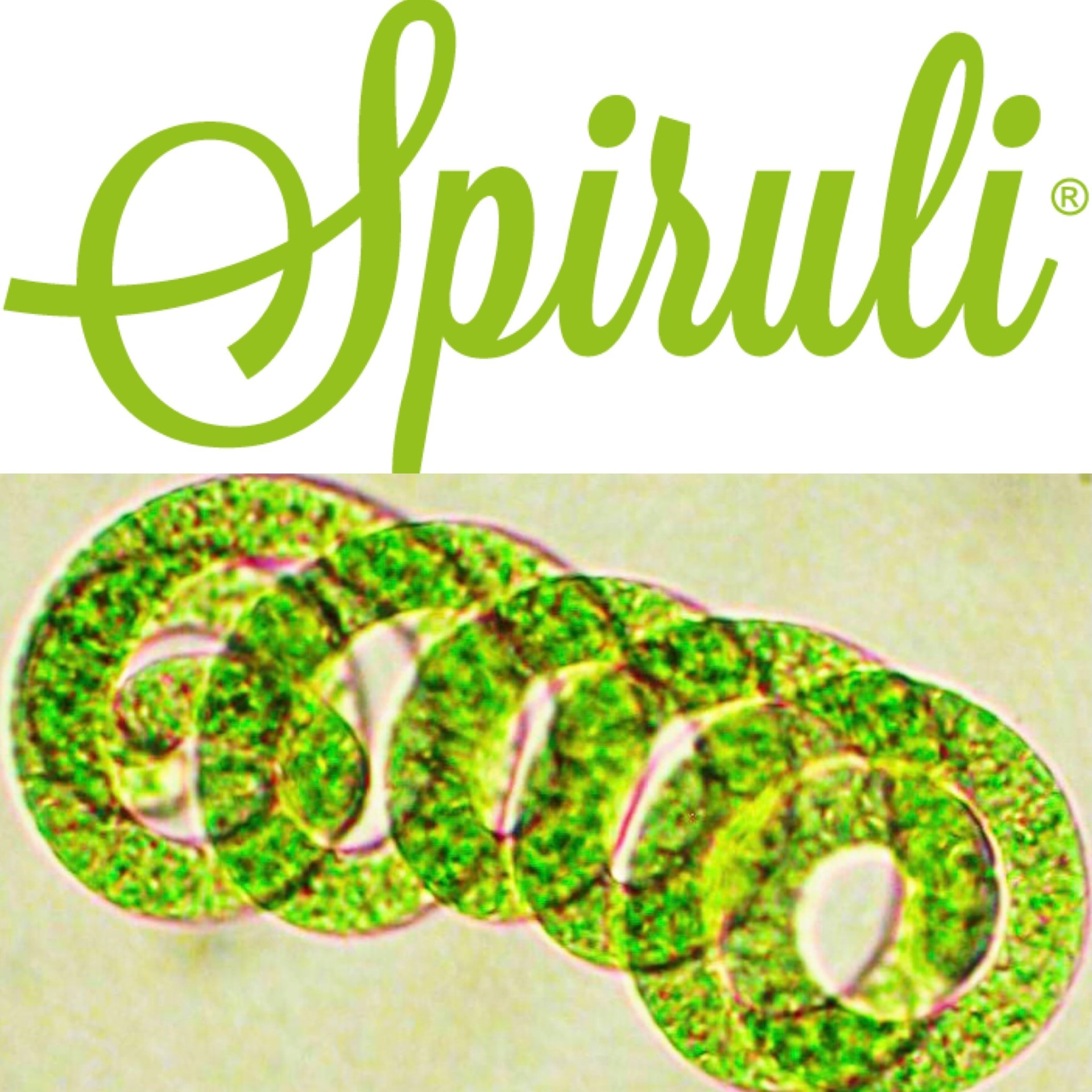 Spirulina platensis — der bioaktive Einzeller, der SPIRULI seine Kraft gibt