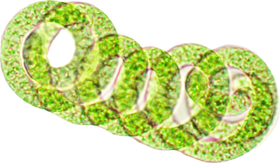 Spirulina platensis Mikroskopaufnahme